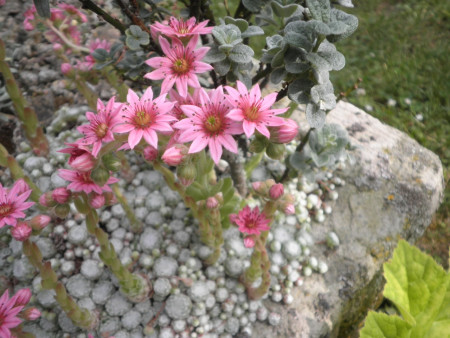 Sempervivum arachnoideum ´Shampoo´